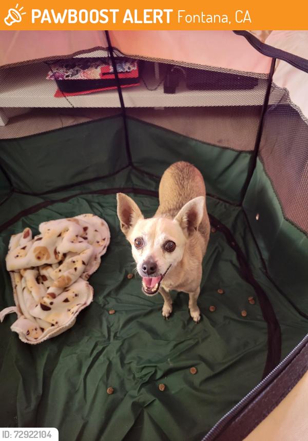 Found/Stray Female Dog last seen Juniper Ave & Arrow blvd, Fontana, CA 92335