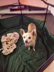 Found/Stray Female Dog last seen Juniper Ave & Arrow blvd, Fontana, CA 92335
