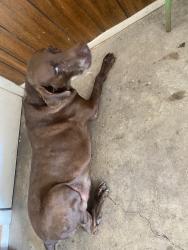 Reunited Female Dog last seen Near Sackville Dr, San Antonio, TX 78247, USA, San Antonio, TX 78247