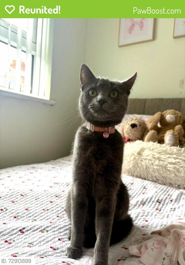 Reunited Female Cat last seen Broadway Rd, Belfast, Northern Ireland BT12