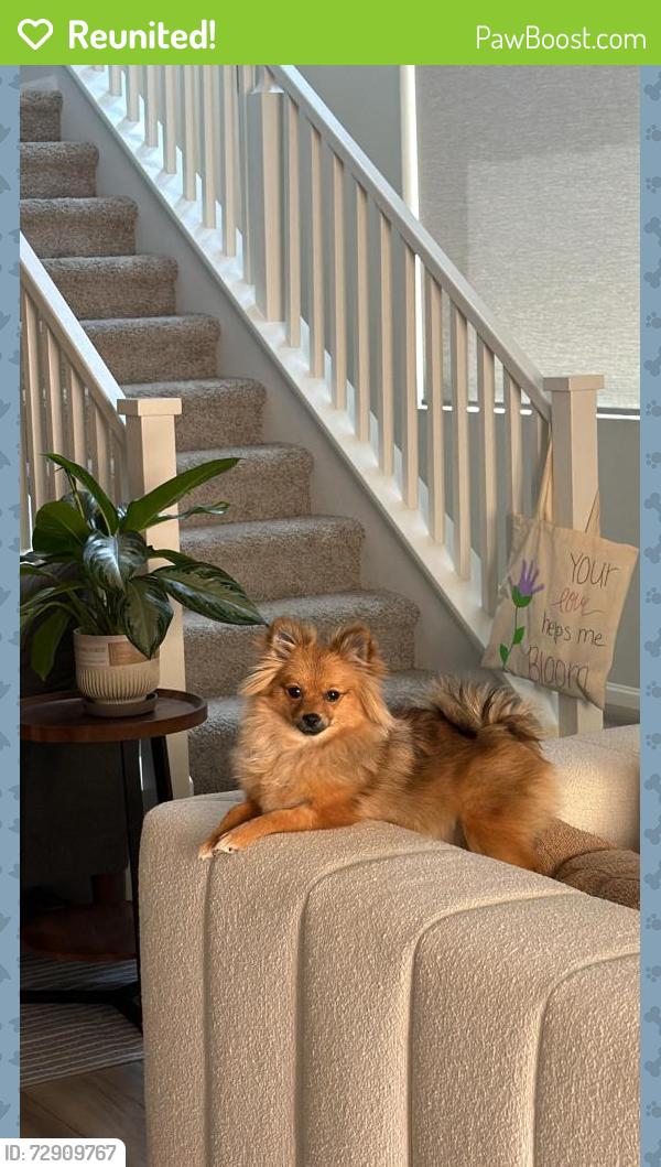 Reunited Female Dog last seen Blue diamond, pebble sand st , Las Vegas, NV 89178