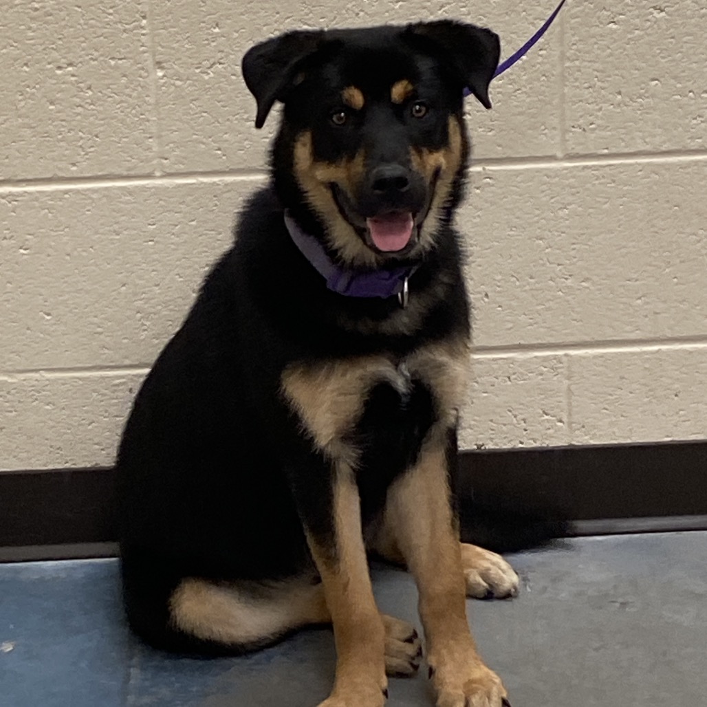 Shelter Stray Female Dog last seen , Memphis, TN 38133