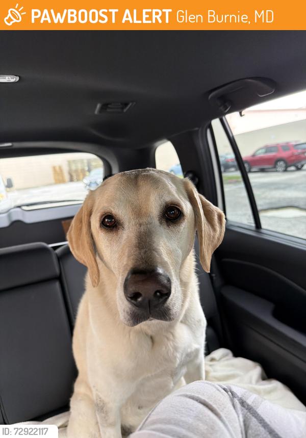 Found/Stray Female Dog last seen Ritchie Highway and Marie Avenue , Glen Burnie, MD 21060