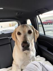 Found/Stray Female Dog last seen Ritchie Highway and Marie Avenue , Glen Burnie, MD 21060