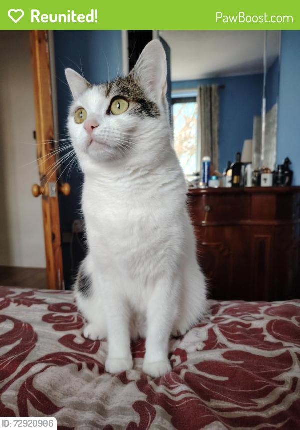 Reunited Female Cat last seen Boldon Colliery, UK, Boldon Colliery, England 