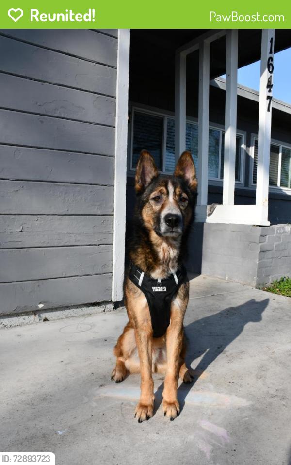 Reunited Male Dog last seen Benjamin Holt Drive, Stockton, CA 95207