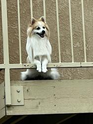 Reunited Male Dog last seen Carmel Dr , Colorado Springs, CO 80910