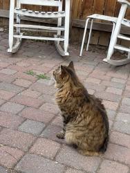 Reunited Male Cat last seen 12th and Washington, Denver, CO 80203