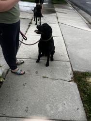 Reunited Male Dog last seen 7000S 3200 W, West Jordan, UT 84084