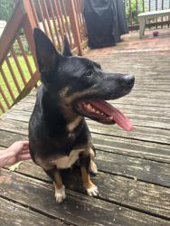 Reunited Male Dog last seen Highland Park, Chattanooga, TN 37404, USA, Chattanooga, TN 37404