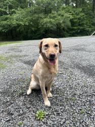 Reunited Female Dog last seen Meadowbrook Woods neighborhood, Prince William County, VA 20112