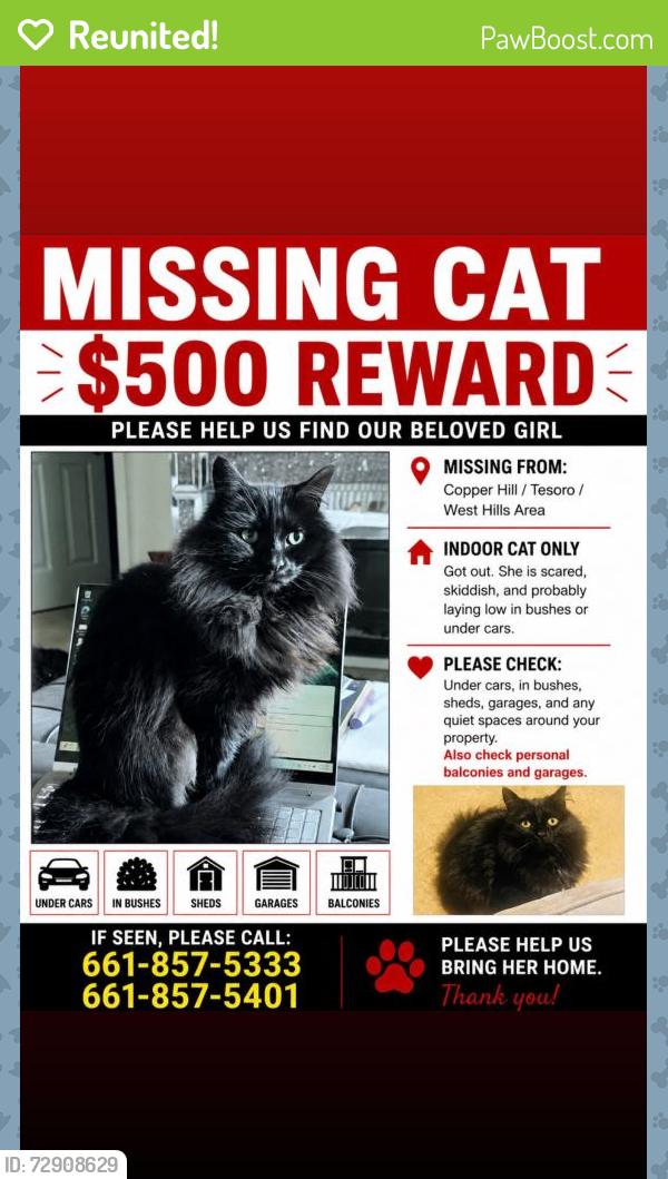 Reunited Female Cat last seen Tesoro and West Hills , Santa Clarita, CA 91354
