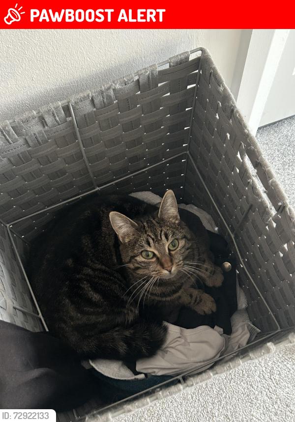 Lost Female Cat last seen Near Marino train station , Ards and North Down, Northern Ireland BT18