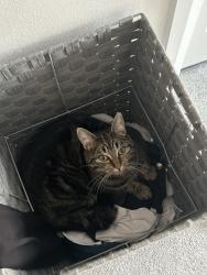 Lost Female Cat last seen Near Marino train station , Ards and North Down, Northern Ireland BT18