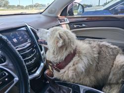 Found/Stray Female Dog last seen Hector Garcia clinic, Corpus Christi, TX 78405