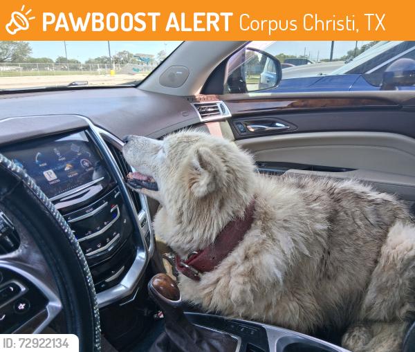 Found/Stray Female Dog last seen Hector Garcia clinic, Corpus Christi, TX 78405