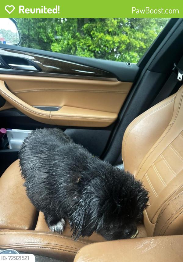 Reunited Male Dog last seen Park Ave Fairfield, by the Greek Church, Fairfield, CT 06825