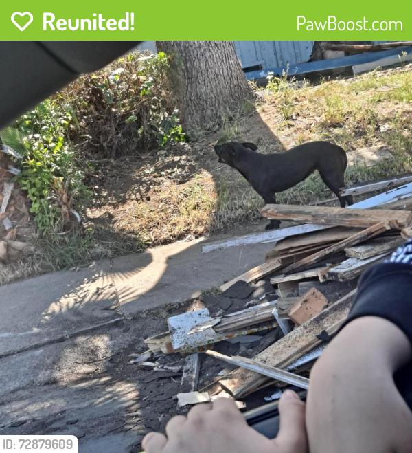 Reunited Female Dog last seen Near Las Casas, Rancho Cordova, CA 95670