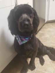 Lost Female Dog last seen #Fire district #2 Station #4, Alexandria, LA 71303