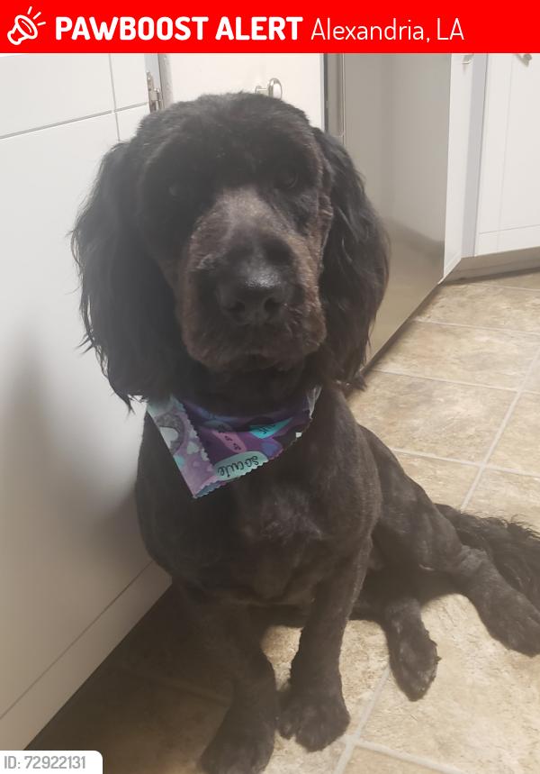 Lost Female Dog last seen #Fire district #2 Station #4, Alexandria, LA 71303