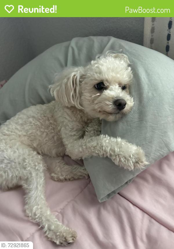 Reunited Female Dog last seen Near Perris hill rd, San Bernardino, CA 92404
