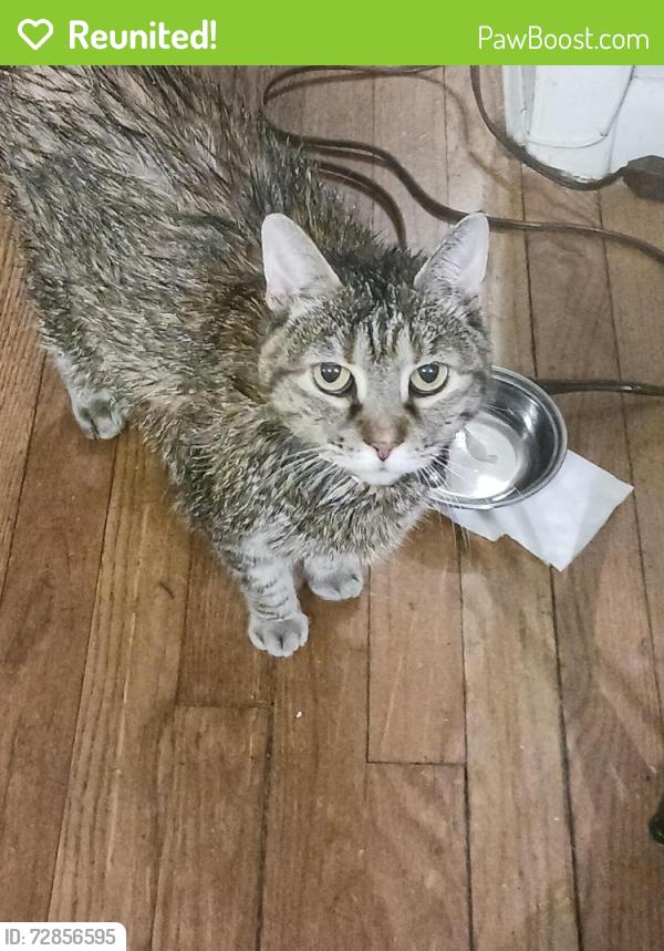 Reunited Female Cat last seen 24th and E St, Washington, DC 20002