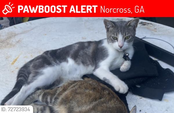 Lost Male Cat last seen Buford highway and Old Norcross Rd, Norcross, GA 30071