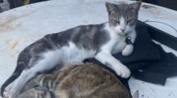 Lost Male Cat last seen Buford highway and Old Norcross Rd, Norcross, GA 30071