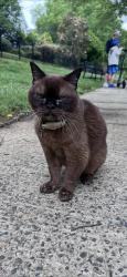 Reunited Unknown Cat last seen Near Hensey's Way, Charlotte, NC 28270, USA, Charlotte, NC 28270