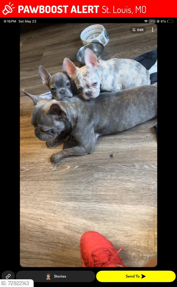 Lost Female Dog last seen Lorraine, St. Louis, MO 63121