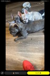 Lost Female Dog last seen Lorraine, St. Louis, MO 63121