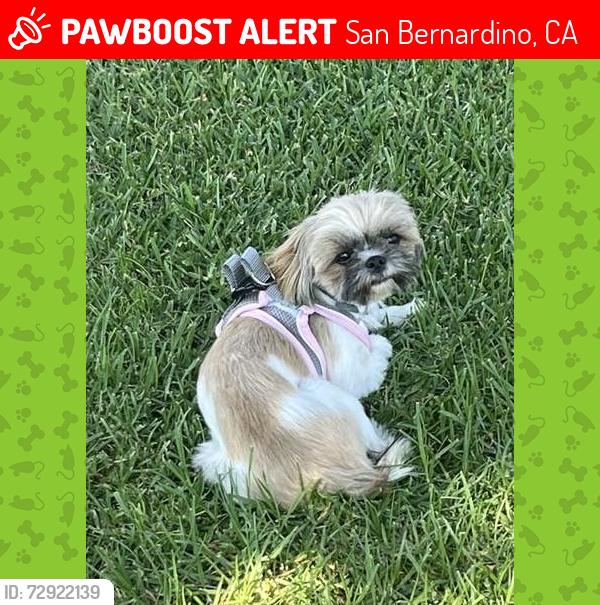 Lost Female Dog last seen Casa, San Bernardino, CA 92411