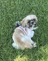 Lost Female Dog last seen Casa, San Bernardino, CA 92411