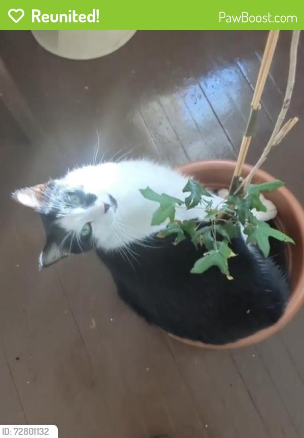 Reunited Male Cat last seen Near SW 7th Cir, Yukon, OK 73099, USA, Yukon, OK 73099