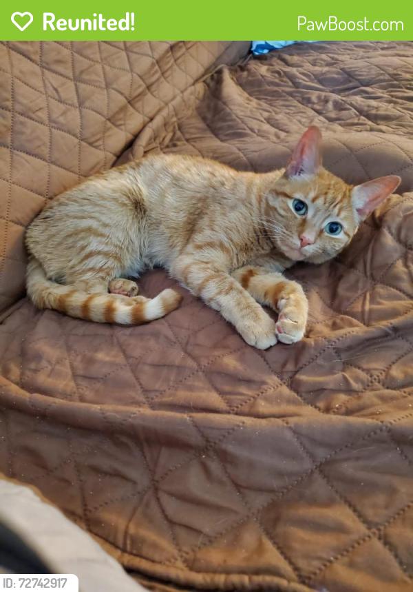Reunited Female Cat last seen Burgesses Quarters , Williamsburg, VA 23185