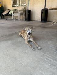 Lost Male Dog last seen Cathedral Canyon Dr. & Ortega Rd, Cathedral City, CA 92234