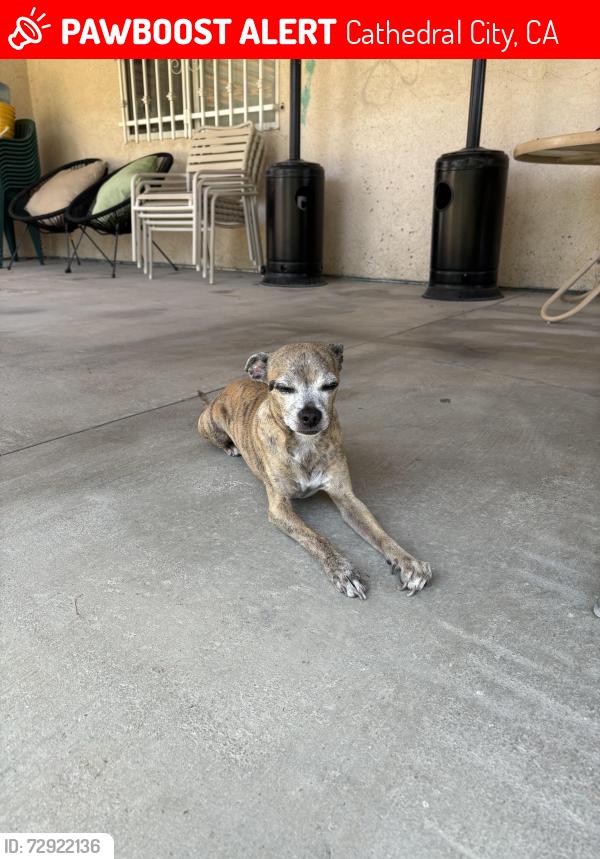 Lost Male Dog last seen Cathedral Canyon Dr. & Ortega Rd, Cathedral City, CA 92234