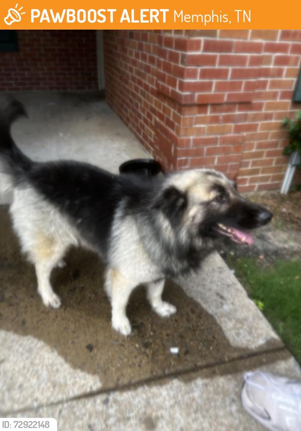 Found/Stray Male Dog last seen Vance and Dr.Martin Luther King, Memphis, TN 38104