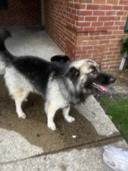 Found/Stray Male Dog last seen Vance and Dr.Martin Luther King, Memphis, TN 38104