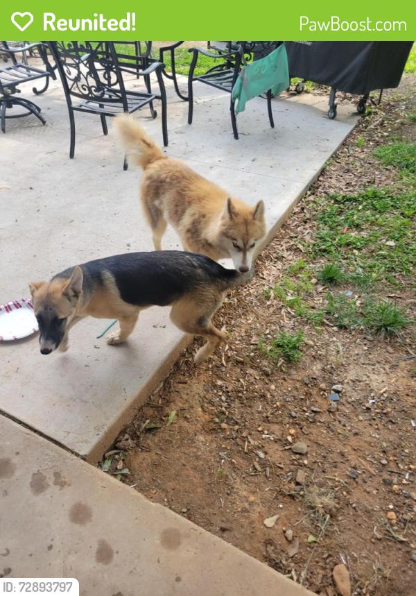 Reunited Unknown Dog last seen Richards Drive, Allen Bridge Rd, SC 29388