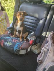 Reunited Male Dog last seen Lime kiln road , Grass Valley, CA 95949