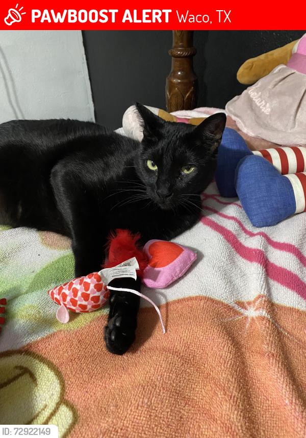 Lost Male Cat last seen Near kendall lane , Waco, TX 76705
