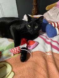 Lost Male Cat last seen Near kendall lane , Waco, TX 76705