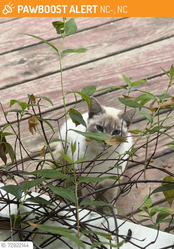 Found/Stray Unknown Cat last seen I 40 & Hwy 96 South, Benson NC27504, NC-96, NC 27571