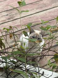 Found/Stray Unknown Cat last seen I 40 & Hwy 96 South, Benson NC27504, NC-96, NC 27571