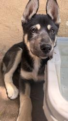 Reunited Male Dog last seen Arlington, Van Buren, Magnolia, Riverside, CA 92503