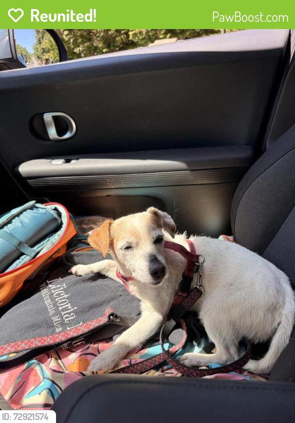 Reunited Female Dog last seen Henderson and 17th Ave SW, Seattle, WA 98106