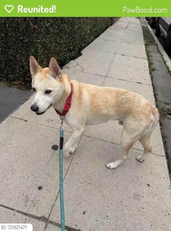 Reunited Male Dog last seen Colton and Toluca , Los Angeles, CA 90026