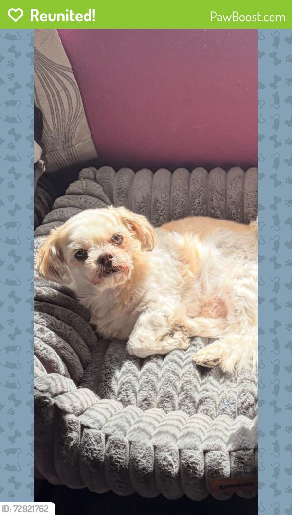 Reunited Male Dog last seen Near Kentshire Dr, Las Vegas, NV 89117, USA, Las Vegas, NV 89117
