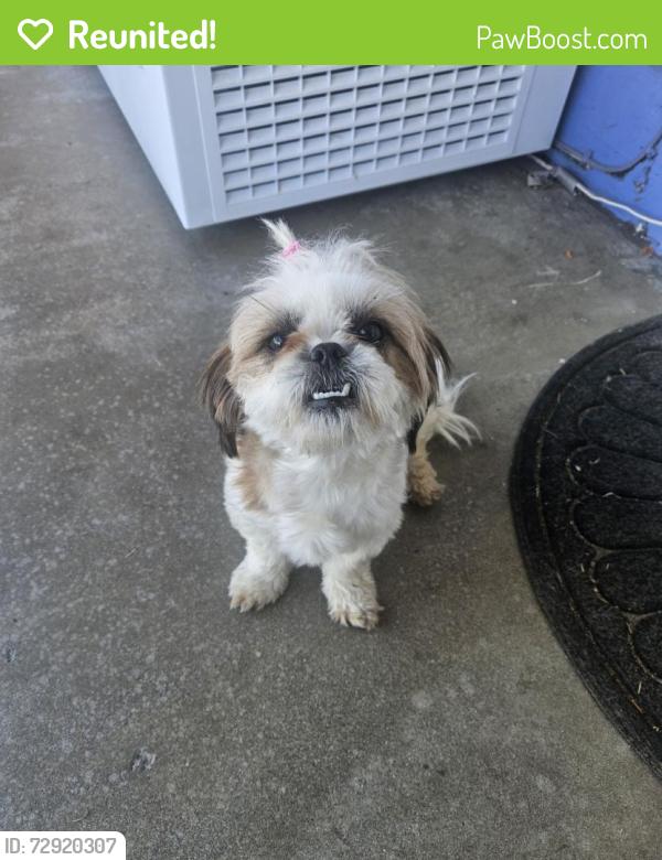 Reunited Female Dog last seen Near Cheshire St, Norwalk, CA 90650, USA, Norwalk, CA 90650